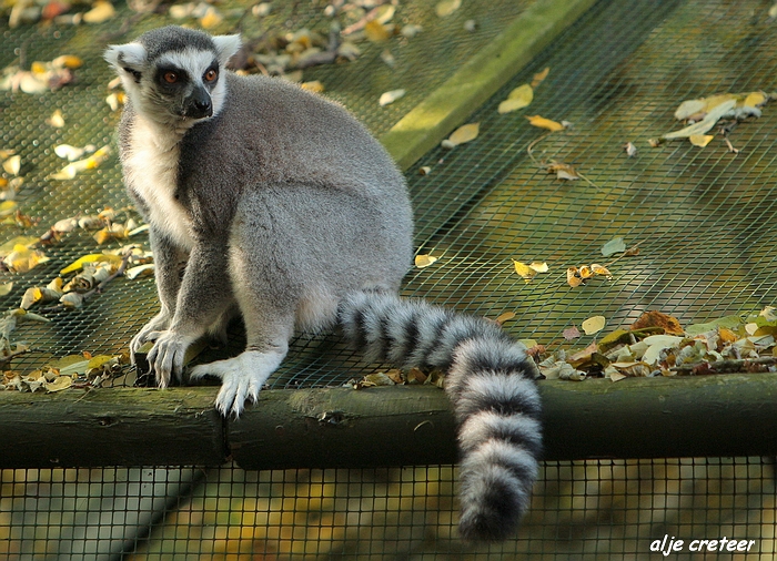 Dierenpark Overloon25.JPG