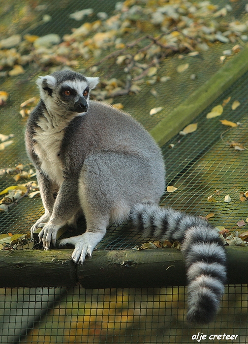 Dierenpark Overloon26.JPG