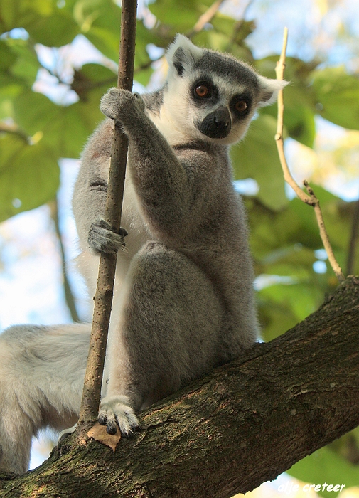 Dierenpark Overloon27.JPG