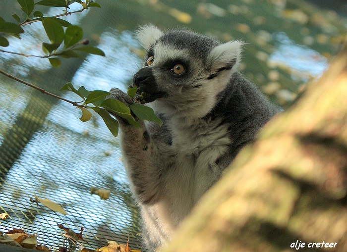 Dierenpark Overloon28.JPG