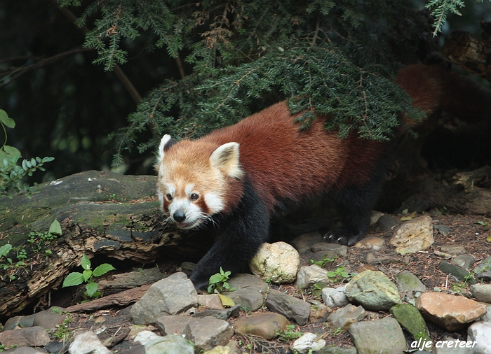 Dierenpark Overloon33.JPG