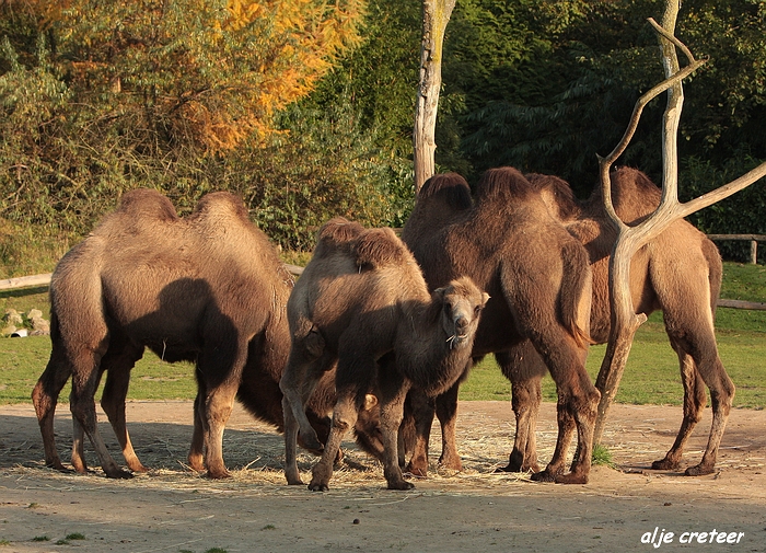 Dierenpark Overloon38.JPG