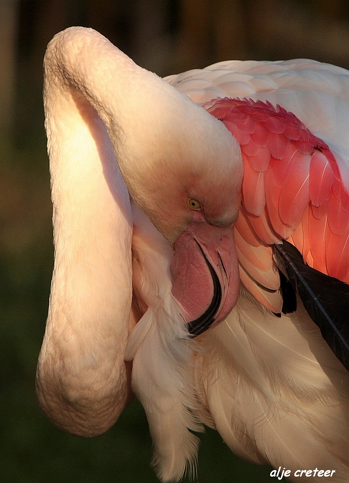 Dierenpark Overloon39.JPG