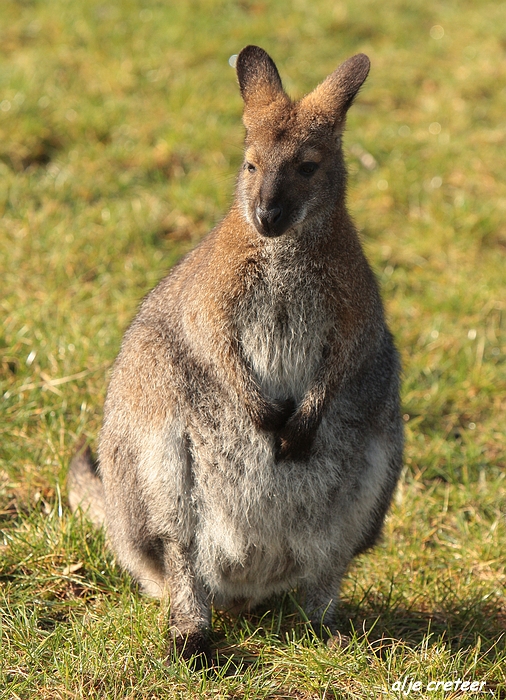 Dierenpark Overloon4.JPG