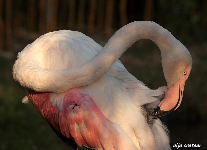 Dierenpark Overloon42.JPG