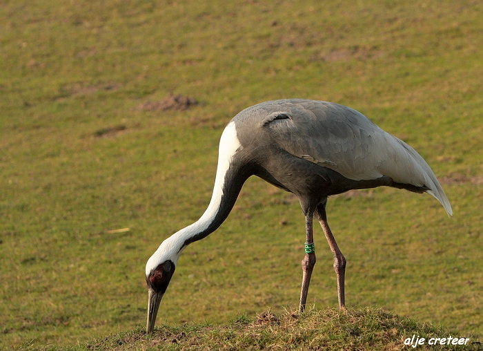 Dierenpark Overloon46.JPG