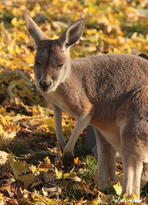 Dierenpark Overloon6.JPG