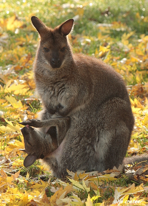 Dierenpark Overloon8.JPG