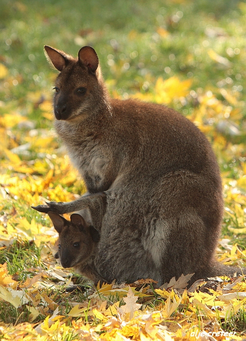 Dierenpark Overloon9.JPG