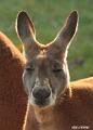 Dierenpark Overloon11