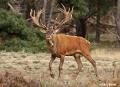 Edelherten op de Veluwe