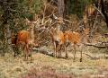 Herten en Hindes op de Veluwe