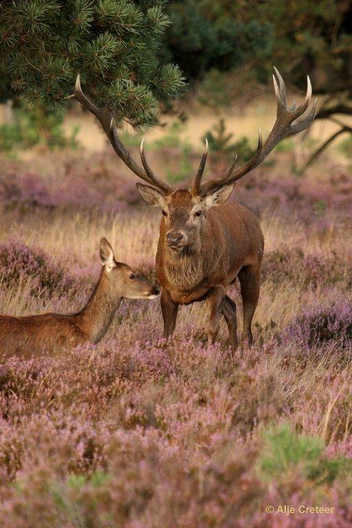 De Hoge Veluwe13 Sept.2012.jpg - De hoge Veluwe