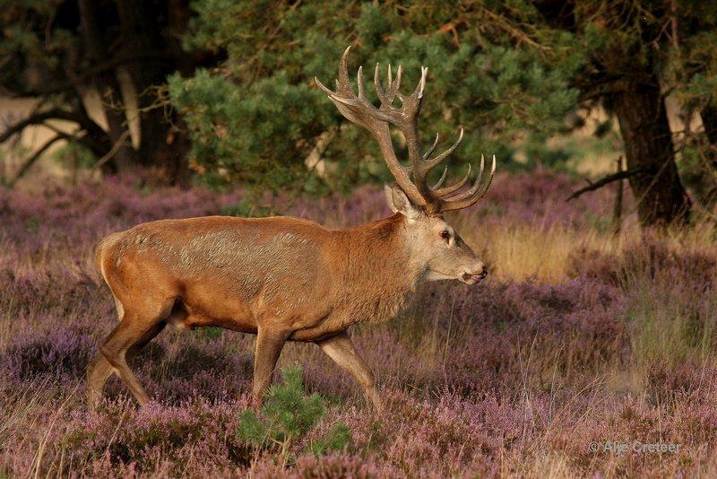 De Hoge Veluwe14 Sept.2012.jpg - De hoge Veluwe