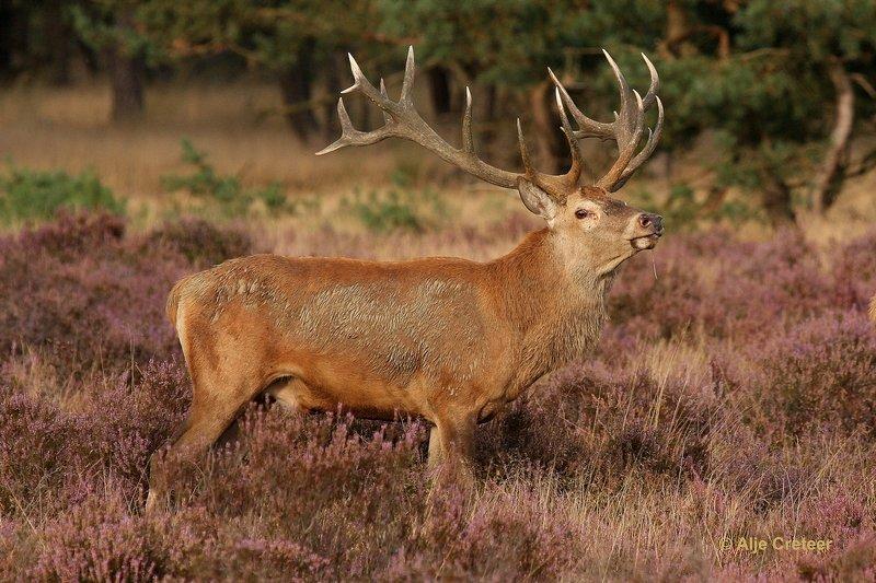 De Hoge Veluwe15 Sept.2012.jpg - De hoge Veluwe