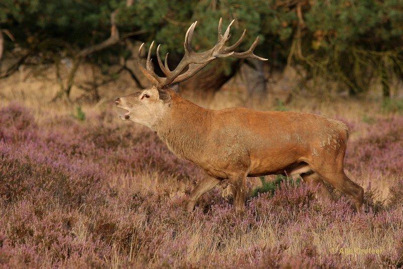 De Hoge Veluwe16 Sept.2012.jpg - De hoge Veluwe