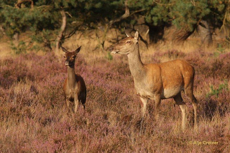 De Hoge Veluwe20 Sept.2012.jpg - De hoge Veluwe