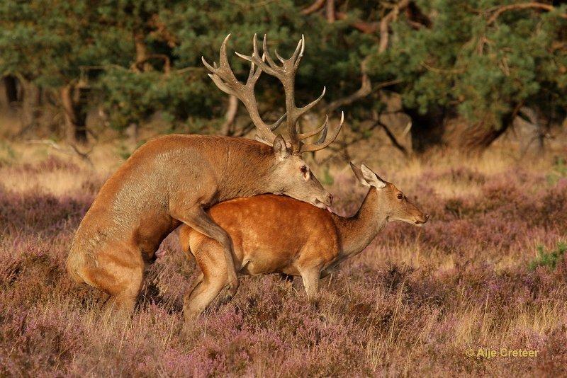 De Hoge Veluwe23 Sept.2012.jpg - De hoge Veluwe