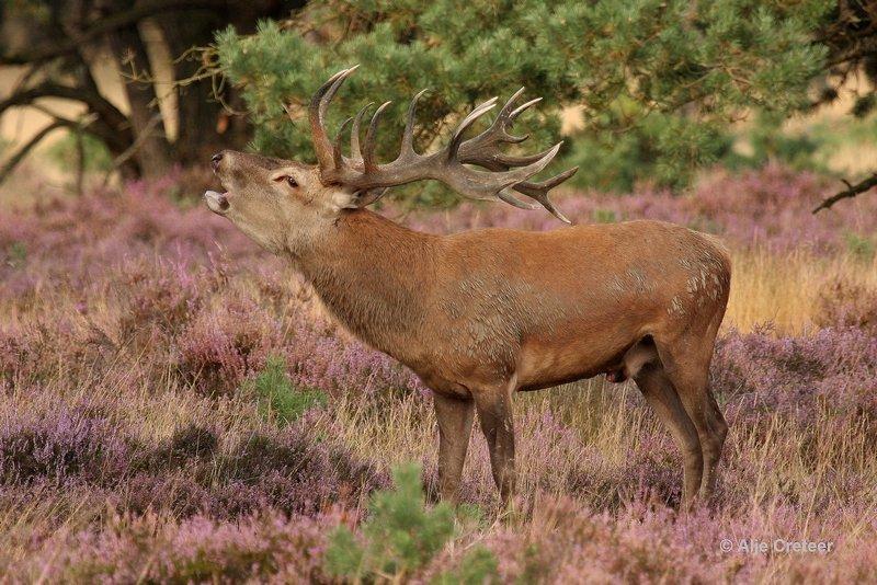 De Hoge Veluwe26 Sept.2012.jpg - De hoge Veluwe