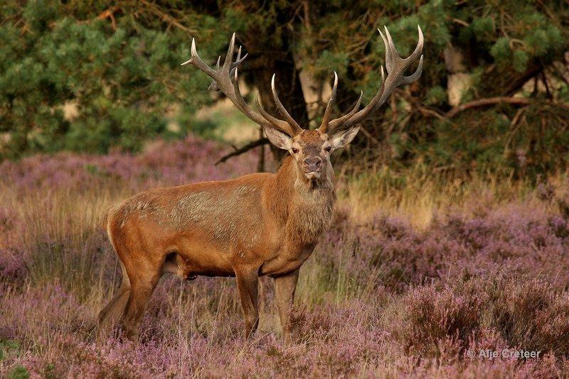 De Hoge Veluwe27 Sept.2012.jpg - De hoge Veluwe