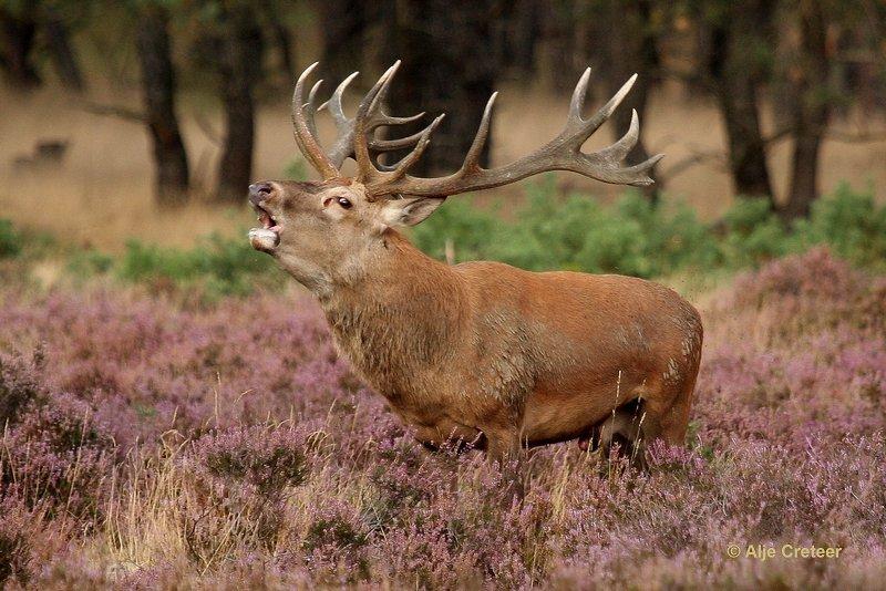 De Hoge Veluwe28 Sept.2012.jpg - De hoge Veluwe