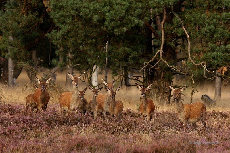 De Hoge Veluwe6 Sept.2012.jpg - De hoge Veluwe