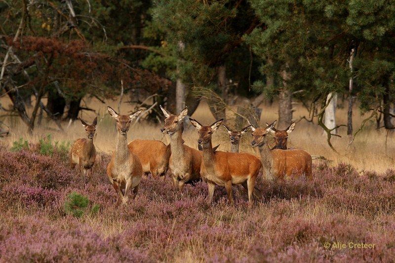 De Hoge Veluwe8 Sept.2012.jpg - De hoge Veluwe