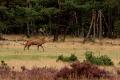 De Hoge Veluwe1 Sept.2012