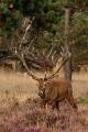 De Hoge Veluwe10 Sept.2012