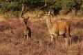 De Hoge Veluwe20 Sept.2012