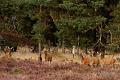 De Hoge Veluwe4 Sept.2012