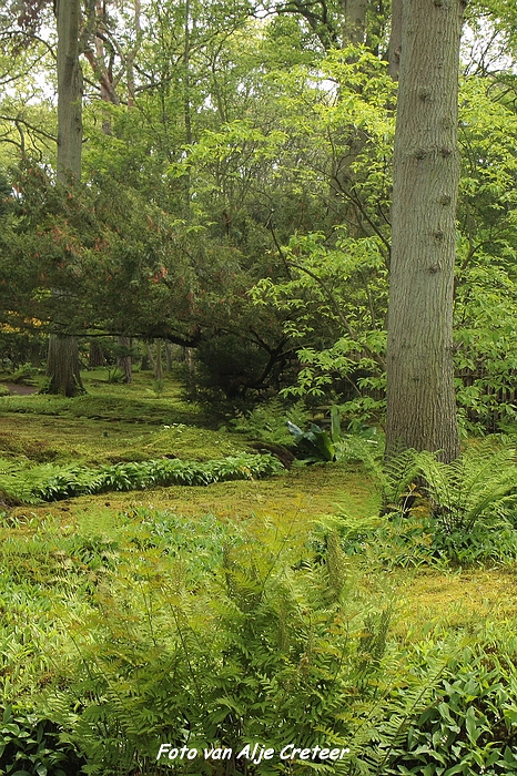 Japanse Tuin11.JPG