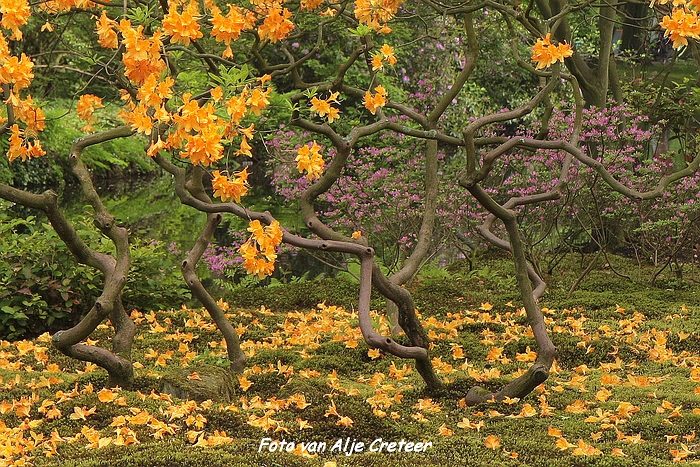 Japanse Tuin17.JPG