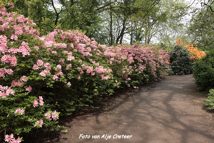 Japanse Tuin2.JPG