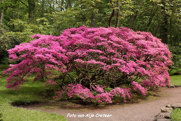 Japanse Tuin29.JPG