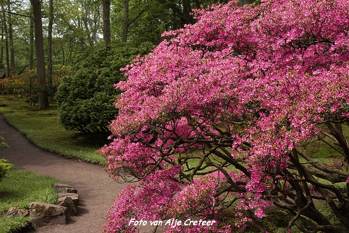 Japanse Tuin31.JPG