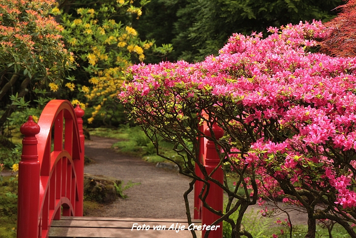 Japanse Tuin41.JPG