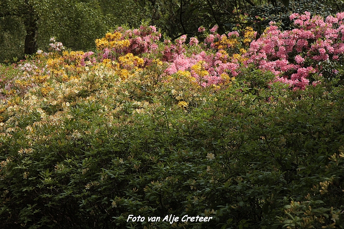 Japanse Tuin6.JPG