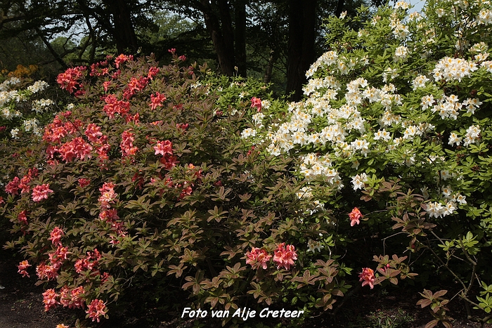 Japanse Tuin8.JPG