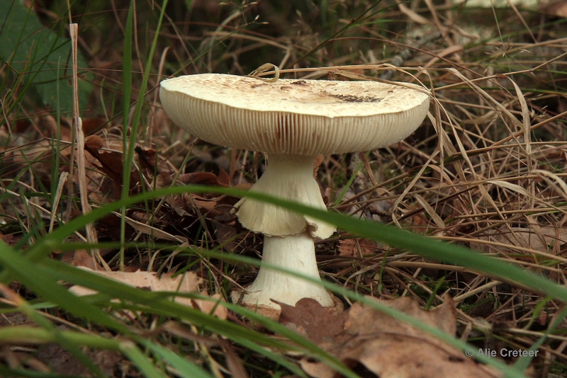 paddenstoelen 01.JPG - Paddestoelen 2012