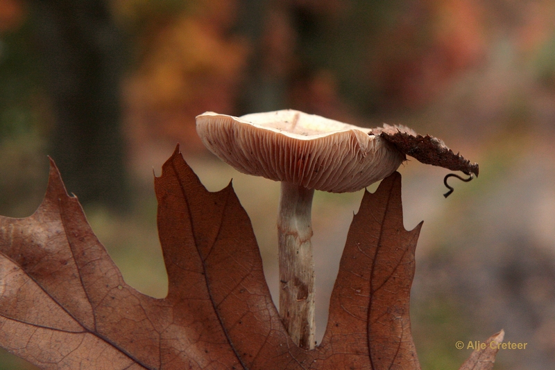 paddenstoelen 02.JPG - Paddestoelen 2012