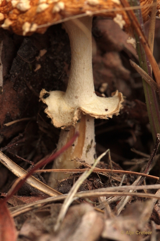 paddenstoelen 23.JPG - Paddestoelen 2012