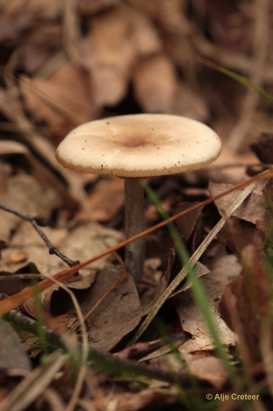 paddenstoelen 25.JPG - Paddestoelen 2012