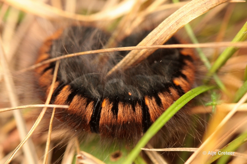 paddenstoelen 32.JPG - Paddestoelen 2012