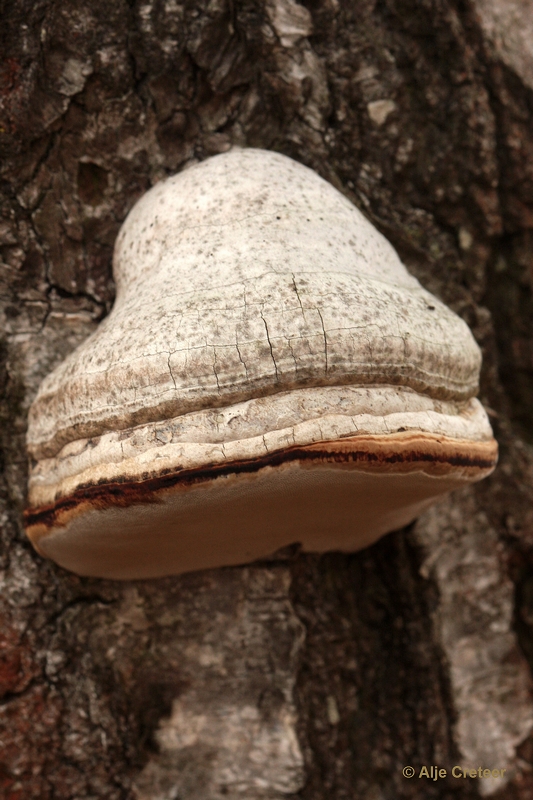 paddenstoelen 34.JPG - Paddestoelen 2012
