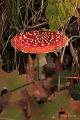 paddenstoelen 17