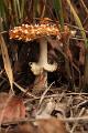 paddenstoelen 24