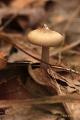 paddenstoelen 26
