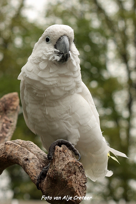 Veldhoven Mei 20128.JPG