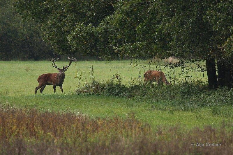 Weerterbergen09.jpg - Herten in de Weerterbergen